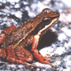 Illustration for article titled These Frogs Do Awkward Dance Numbers to Find a Mate